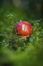 A red fly agaric with white dots stands between green moss in the forest, Calw, Black Forest,