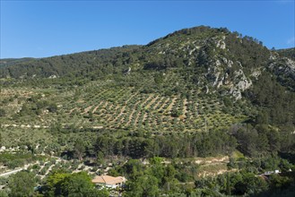 Green forested mountains and hills with a cloudless sky in the background, olive groves near Bedmar