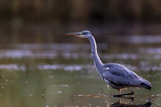 Grey heron, (Ardea cinerea), walking through the water of a fish pond, Lusatia, Saxony