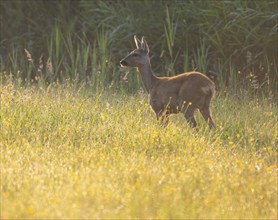 Roe deer (Capreolus capreolus), doe standing in a meadow and looking attentively, warm morning