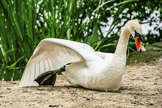 A swan with outstretched wings rests on the shore