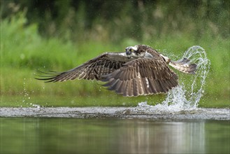 Western osprey (Pandion haliaetus) hunting with a trout, Aviemore, Scotland, Great Britain