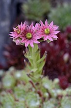 Houseleek (Sempervivum), inflorescence, North Rhine-Westphalia, Germany, Europe