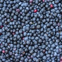 Fruit of the european blueberry (Vaccinium myrtillus), blueberry, harvest, Oldenburger