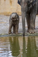 Asian elephant (Elephas maximus), juvenile and cow elephant, captive, distribution southern and