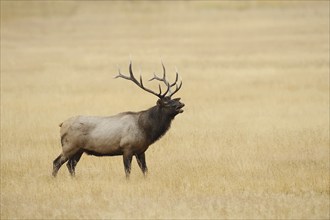 Wapiti (Cervus canadensis, Cervus elaphus canadensis), male roaring, Yellowstone National Park,