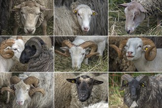 Various male sheep breeds, Mecklenburg-Western Pomerania, Germany, Europe