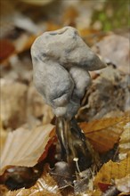 Grubenlorchel or Gruben-Lorchel (Helvella lacunosa, Helvella sulcata), North Rhine-Westphalia,