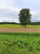 Solitary tree in opium poppy (Papaver somniferum), cultivation of edible poppy, poppy field, pink