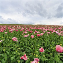 Opium poppy (Papaver somniferum), cultivation of edible poppy, poppy field, pink-coloured sea of