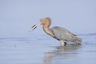 Blue-footed Heron or Reddish Egret (Dichromanassa rufescens, Egretta rufescens) with preyed fish,