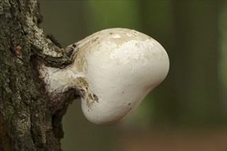 Birch pore fungus (Fomitopsis betulina, Piptoporus betulinus), North Rhine-Westphalia, Germany,