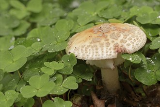 Pearl mushroom or blusher (Amanita rubescens) and common wood sorrel (Oxalis acetosella), North