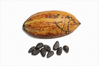 Cocoa tree (Theobroma cacao), halved cocoa fruit with cocoa beans