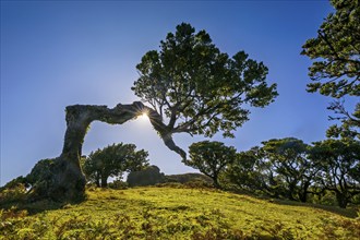 Sonne scheint durch einen natürlich gewachsenen Bogen eines Baumes, Lorbeerwald, Fanal, Madeira