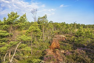 Peat bog landscape with pine trees and flowering heather (Calluna vulgaris) in the summer