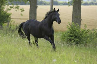 Westphalian Warmblood, Westphalian