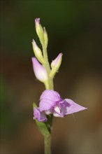 Red helleborine (Cephalanthera rubra), flower, Provence, Southern France, France, Europe