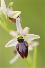 Ragwort in splendour (Ophrys splendida), flower, Provence, southern France