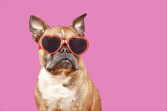 Funny French Bulldog dog wearing heart shaped Valentine's Day glasses on pink background with copy