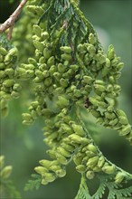 Seed stand on a branch of the arborvitae (Thuja), Bavaria, Germany, Europe