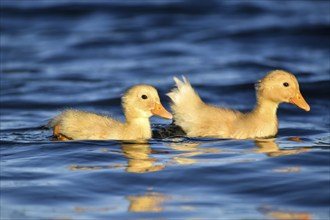 Chicks of wild feral domestic ducks (Anas platyrhynchos) in a park in Buenos Aires, Argentina,