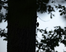 Silhouette of the woodcreeper (Certhia jamiliaris) on a tree trunk, Lower Rhine, North