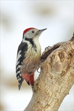 Middle spotted woodpecker (Dendrocopos medius) sitting on a branch, in winter, light background,