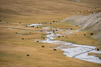 Yaks in the mountain valley in the Keltan Mountains, Sary Beles Mountains, Tien Shan, Naryn