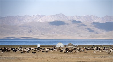 Yurts with sheep in the highlands, Song Kul mountain lake, Naryn region, Kyrgyzstan, Asia