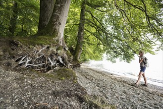 Hiking trail on the lakeshore, near Bodman, Lake Constance, Baden-Württemberg, Germany, Europe