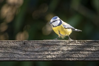 A blue tit (Cyanistes caeruleus) on a wooden beam in front of a blurred background, Neunkirchen,