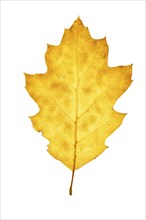 Autumn-coloured leaf of an American white oak (Quercus alba), tree, free-standing, Vechta, Lower