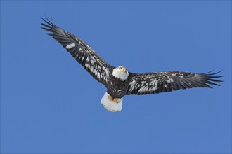 Juvenile bald eagle (Haliaeetus leucocephalus) flying under a blue sky. Region of Lanaudiere.