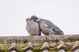 Wood pigeon (Columba palumbus) two adult birds courting on a house rooftop, Suffolk, England,