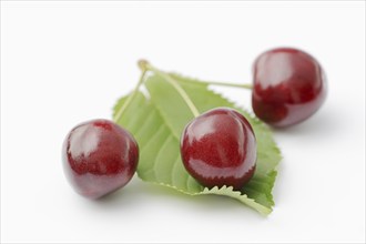 Wild cherry (Prunus avium), cherries and foliage on a white background