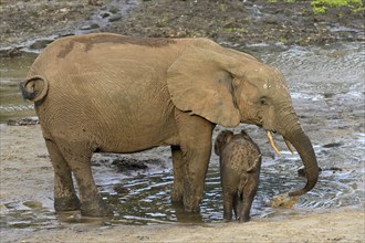 African forest elephants (Loxodonta cyclotis) in the Dzanga Bai forest clearing, Dzanga-Ndoki