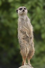 Meerkats (Suricata suricatta), captive, occurring in southern Africa