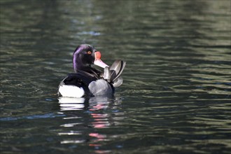 Male rosy-billed pochard (Netta peposaca) preening on a lake, Buenos Aires, Argentina, South