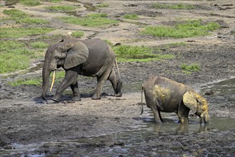 African forest elephants (Loxodonta cyclotis) in the Dzanga Bai forest clearing, Dzanga-Ndoki