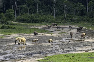 African forest elephants (Loxodonta cyclotis) in the Dzanga Bai forest clearing, Dzanga-Ndoki