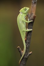 Veiled chameleon (Chamaeleo calyptratus), juvenile, captive, occurring on the Arabian Peninsula