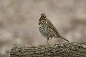 Song thrush (Turdus philomelos) adult bird on a fallen tree log, Suffolk, England, United Kingdom,