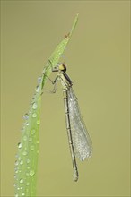 Small red-eyed damselfly (Erythromma viridulum), female, North Rhine-Westphalia, Germany, Europe