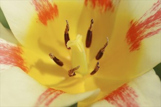 Tulip (Tulipa spec.), flower detail, North Rhine-Westphalia, Germany, Europe