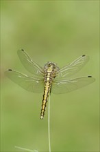 Black-tailed skimmer (Orthetrum cancellatum), female, North Rhine-Westphalia, Germany, Europe