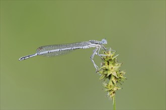 White-legged damselfly (Platycnemis pennipes), male, North Rhine-Westphalia, Germany, Europe