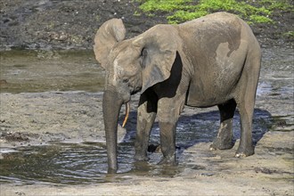 African forest elephant (Loxodonta cyclotis) in the Dzanga Bai forest clearing, Dzanga-Ndoki