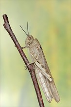 Egyptian locust (Anacridium aegyptium), Camargue, Provence, southern France