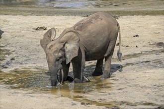 African forest elephant (Loxodonta cyclotis) in the Dzanga Bai forest clearing, Dzanga-Ndoki